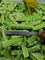 Chinesische Nahrunggesundheits-chinesischer grüner gefrorener Gemüsekopfsalat für Restaurant