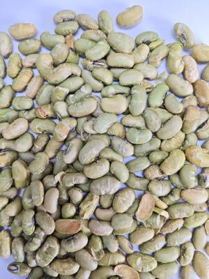 Shelf Life 1 Year Soya Bean Nibbles Kernel Size 8 to 10mm Length elongated Shape excellent for nutritional food products