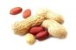 Erdnuss-organischer gekeimter Nuts knusperiges Aroma-sicherer Rohstoff frei vom Braten