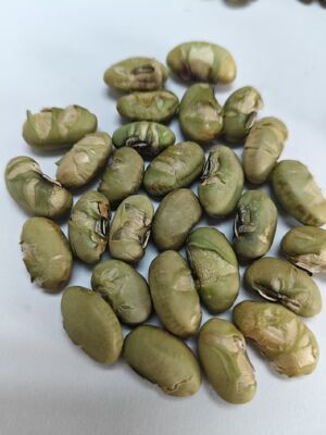 Cool And Dry Place Without Sunlight Storage Soya Bean Delights Nutritious Ingredients Ideal For Food Industry Applications
