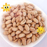 Koscher Halal Beschichtet, geröstet, würzig gelb Edamame